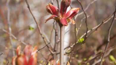 a small tree with red flowers in a forest