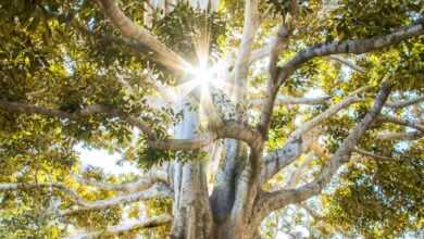 sun light passing through green leafed tree