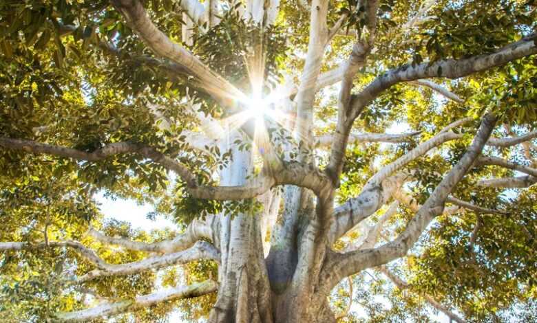 sun light passing through green leafed tree