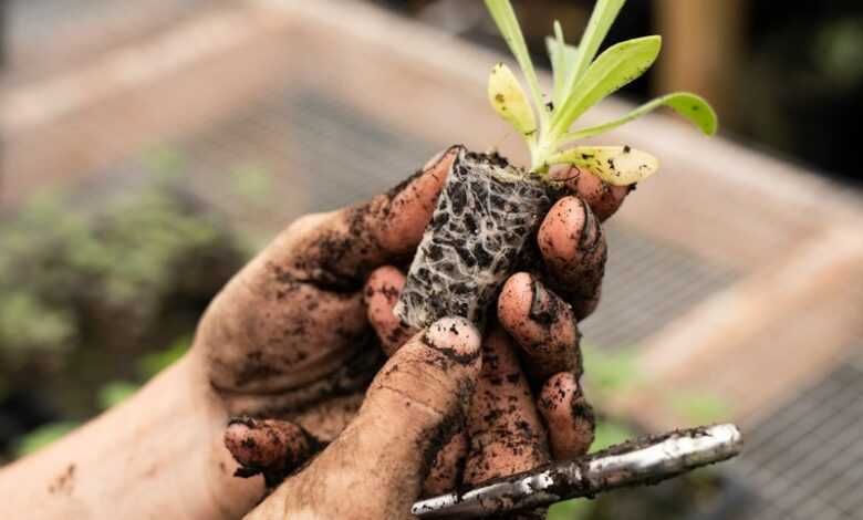 a hand holding a plant