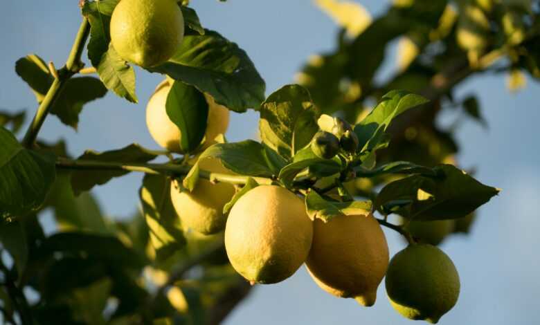 yellow round fruits on tree during daytime