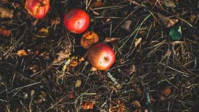 kerson fruit on grass