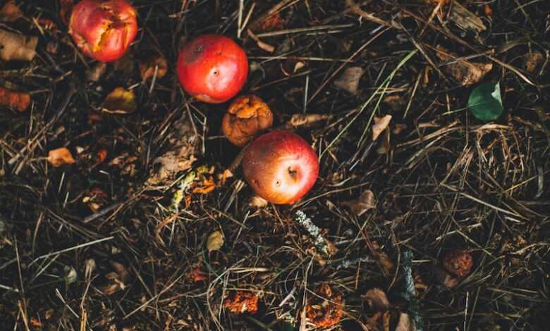 kerson fruit on grass