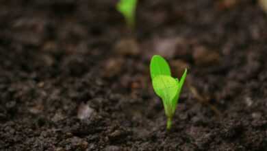 a close up of a small green plant in dirt