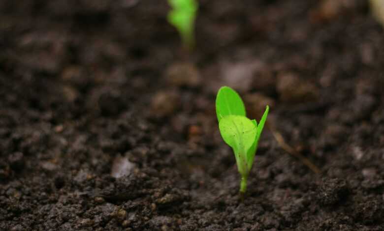 a close up of a small green plant in dirt