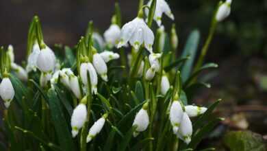 white petaled flowers selective focus photography