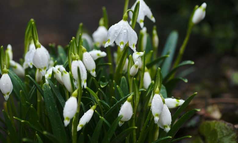 white petaled flowers selective focus photography