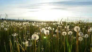 dandelion flower on green grass field