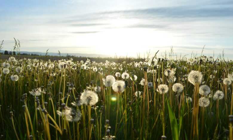 dandelion flower on green grass field