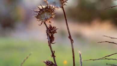 white flowers in tilt shift lens