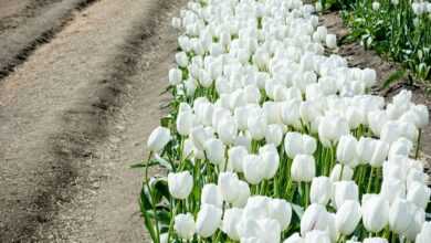 selective focus photography of white tulips field during daytime