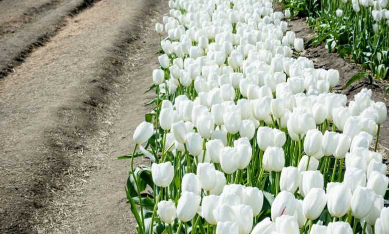 selective focus photography of white tulips field during daytime