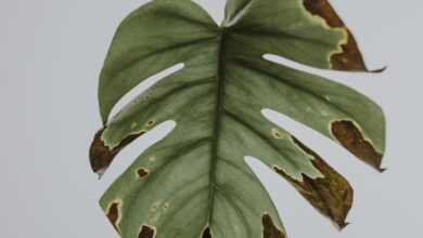 green leaf
