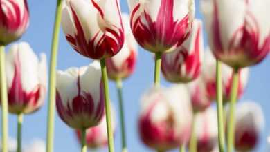 shallow focus photography of white-and-pink petaled flowers