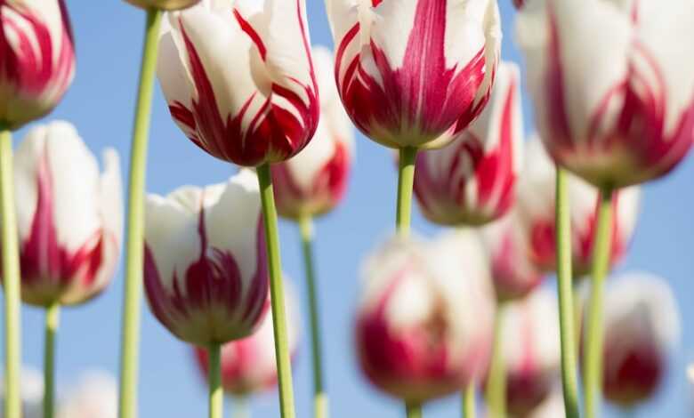 shallow focus photography of white-and-pink petaled flowers