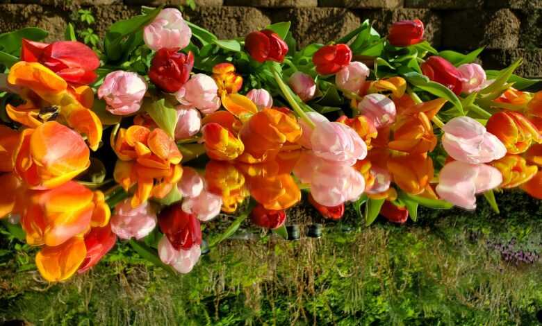 a bunch of flowers that are sitting in the grass