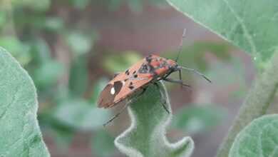 a close up of a bug on a plant