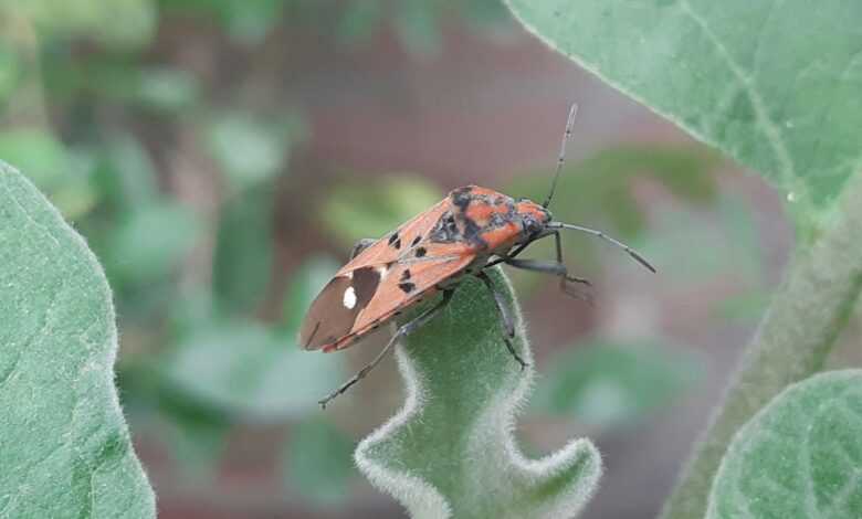 a close up of a bug on a plant