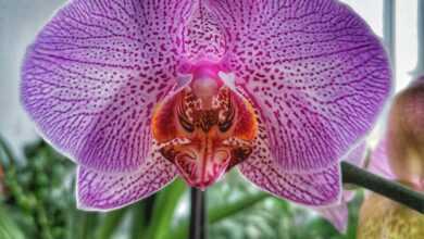 a close up of a flower