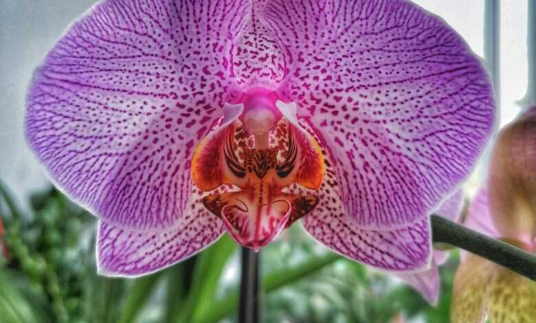 a close up of a flower