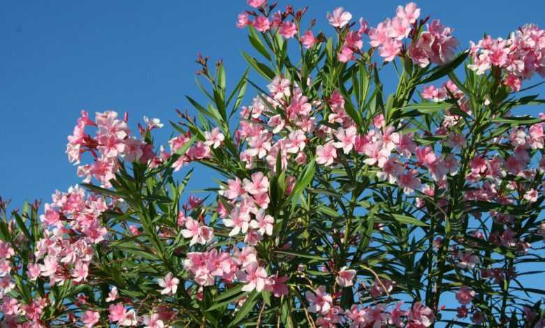 pink and white flowers under blue sky during daytime