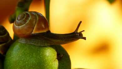 brown snail on green fruit