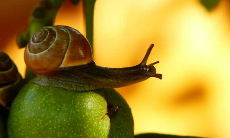 brown snail on green fruit