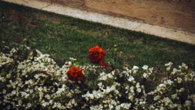 a bunch of flowers that are in the grass