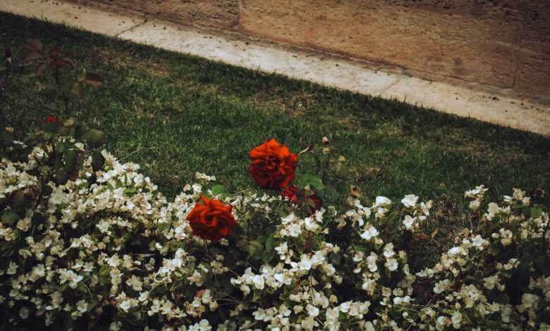 a bunch of flowers that are in the grass