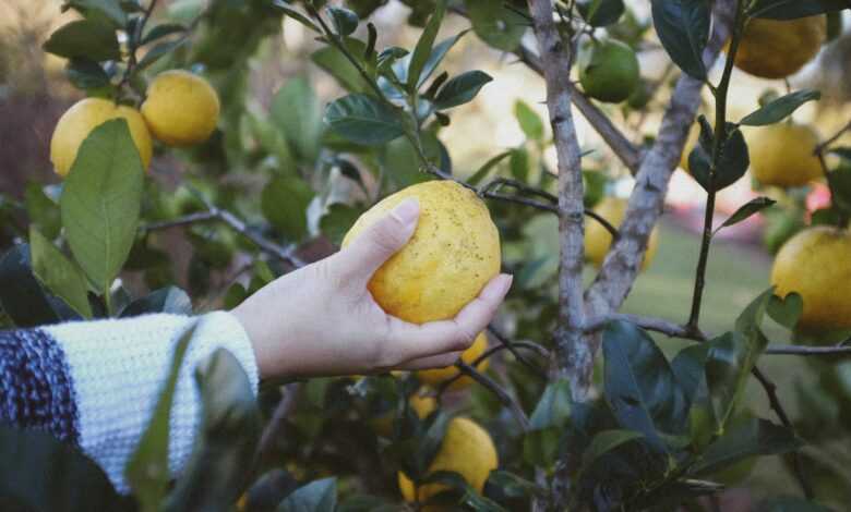 person holding yellow fruit