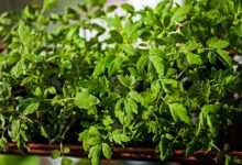a green plant