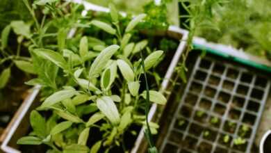 green plant on blue plastic crate