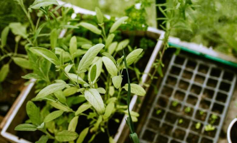 green plant on blue plastic crate