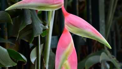 red and green birds of paradise