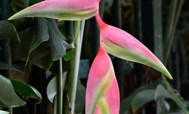 red and green birds of paradise