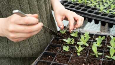 person holding green plant on black plastic pot