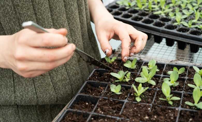 person holding green plant on black plastic pot