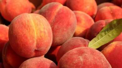 a pile of peaches with a leaf on top