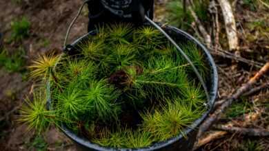 a bucket filled with lots of green plants