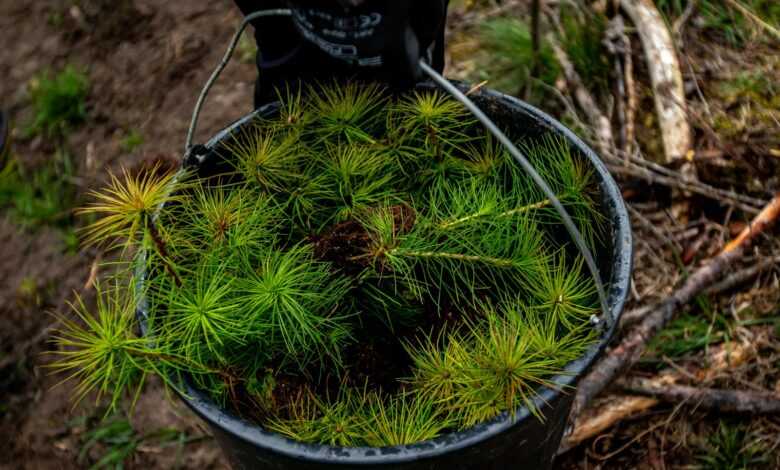 a bucket filled with lots of green plants