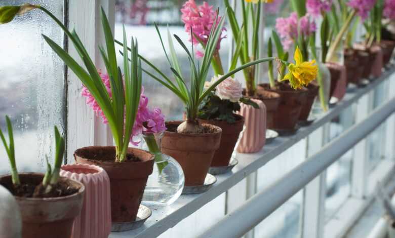 flower plants on windowsill