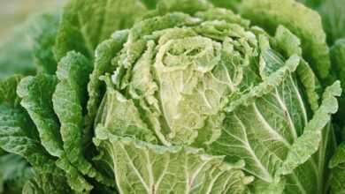 green leaf plant in close up photography