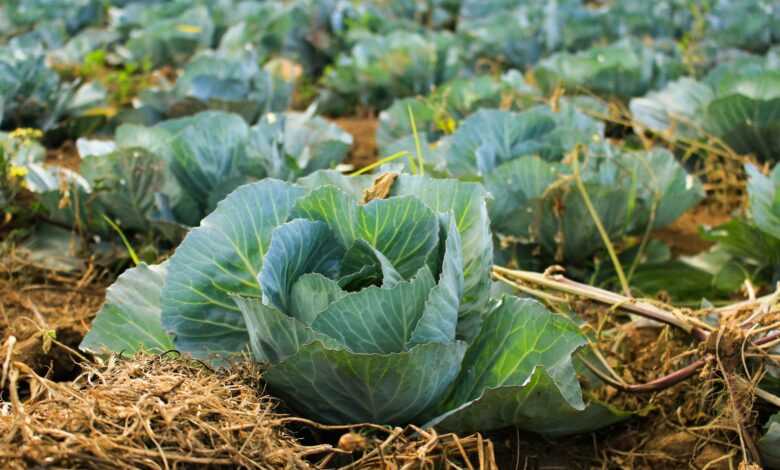 bok choy at daytime