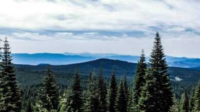 a view of the mountains and trees from the top of a hill