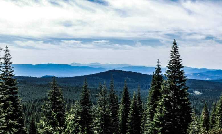 a view of the mountains and trees from the top of a hill