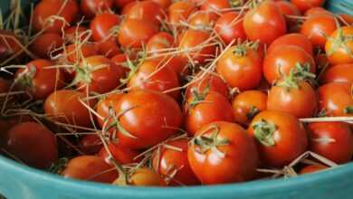 A blue bowl filled with lots of ripe tomatoes