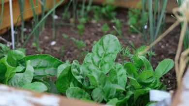 green plant on brown soil