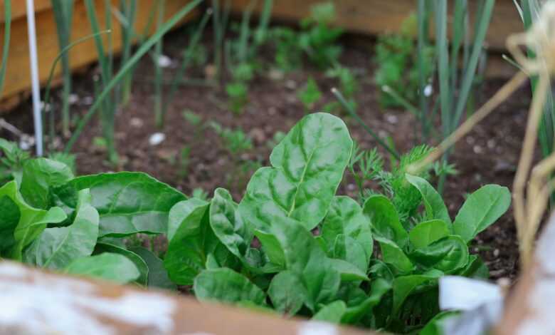 green plant on brown soil