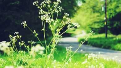 plants near road