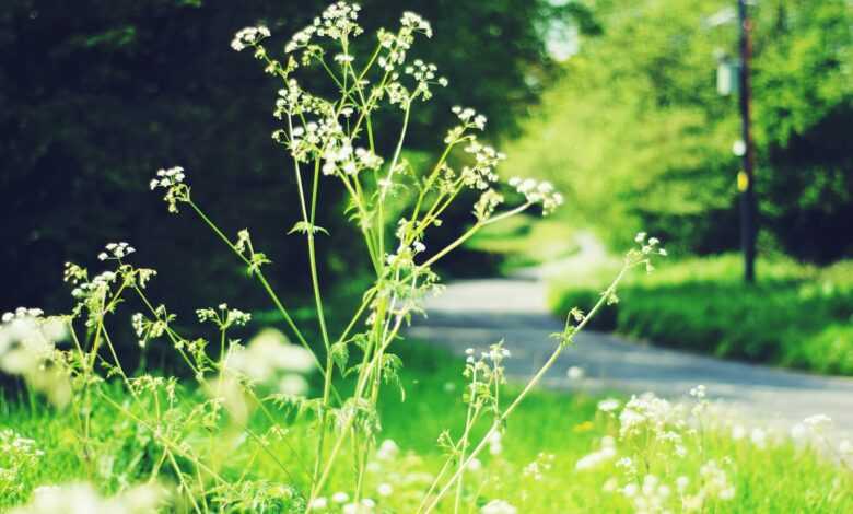 plants near road